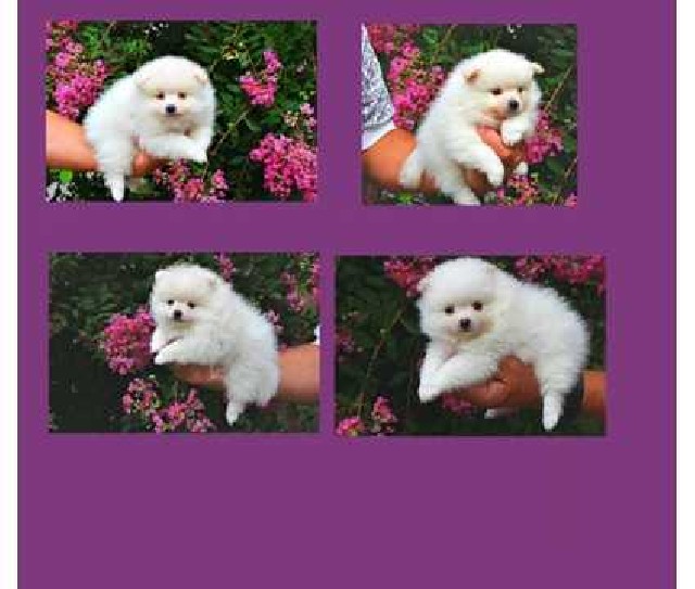 Filhotes de cachorro do campeão pomeranian